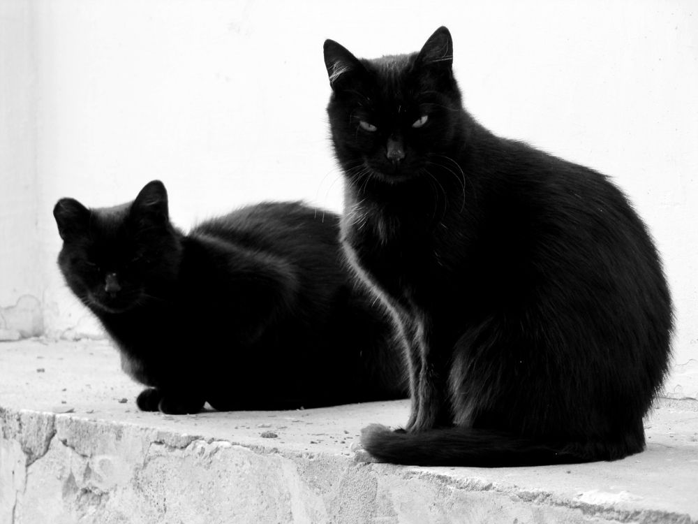 Photograph by Onyx X