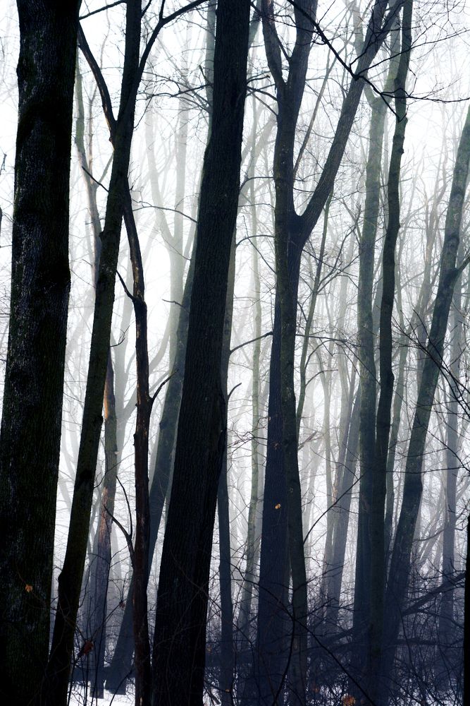 Photograph by Onyx X