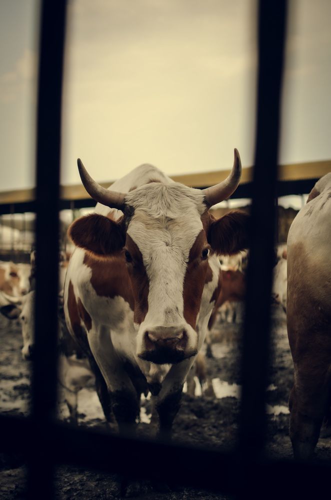 В очереди на дойку.