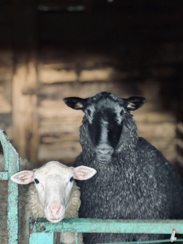 Фотография автора Наталья Васько -Черданцева