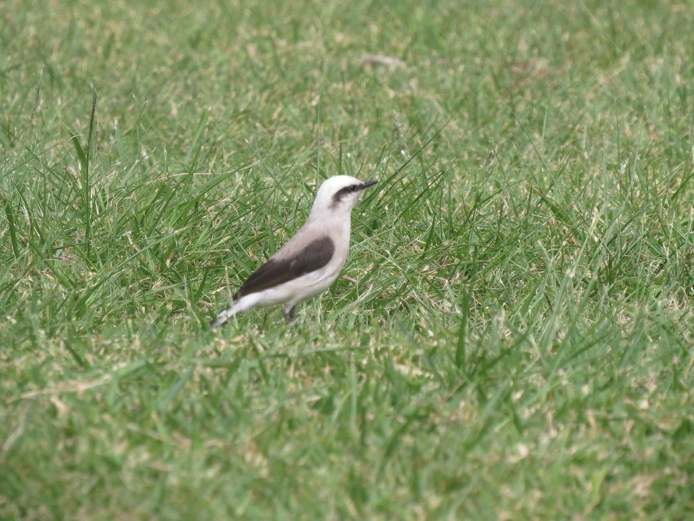 Native borda from Brasil, Saquarema, RJ.