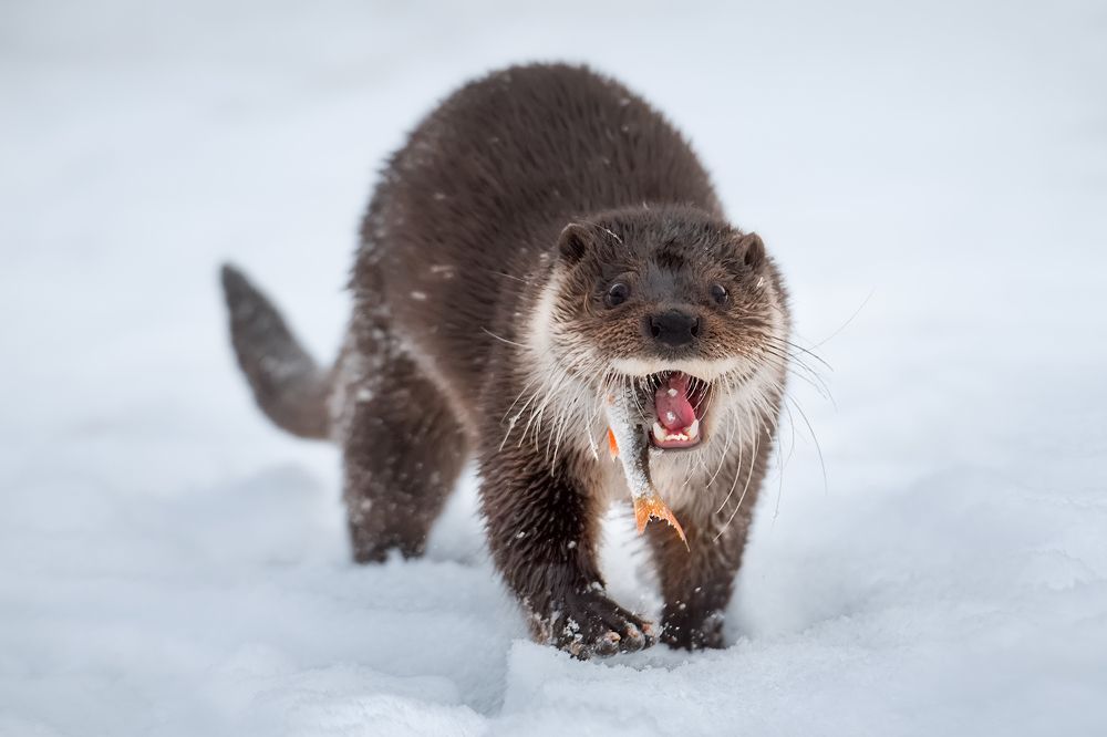 Photograph by Рудченко Ольга