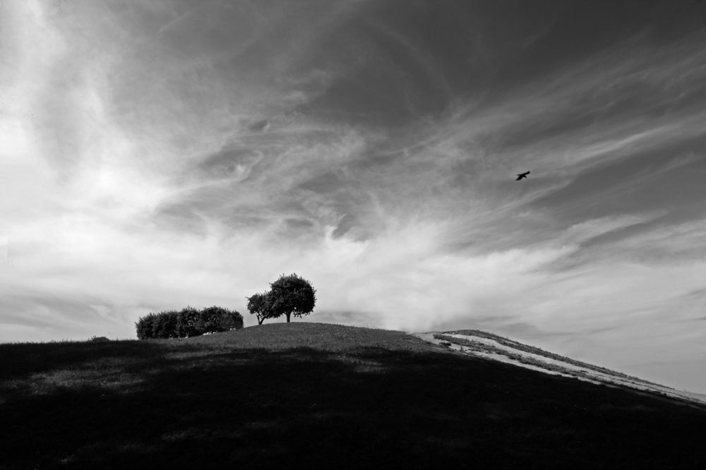 Черный ворон