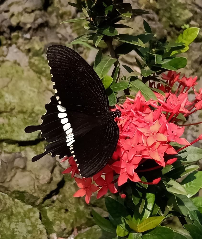 Photograph by Souvik Bhattacharyya