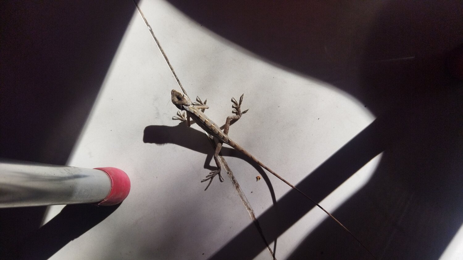 Photo #9651767