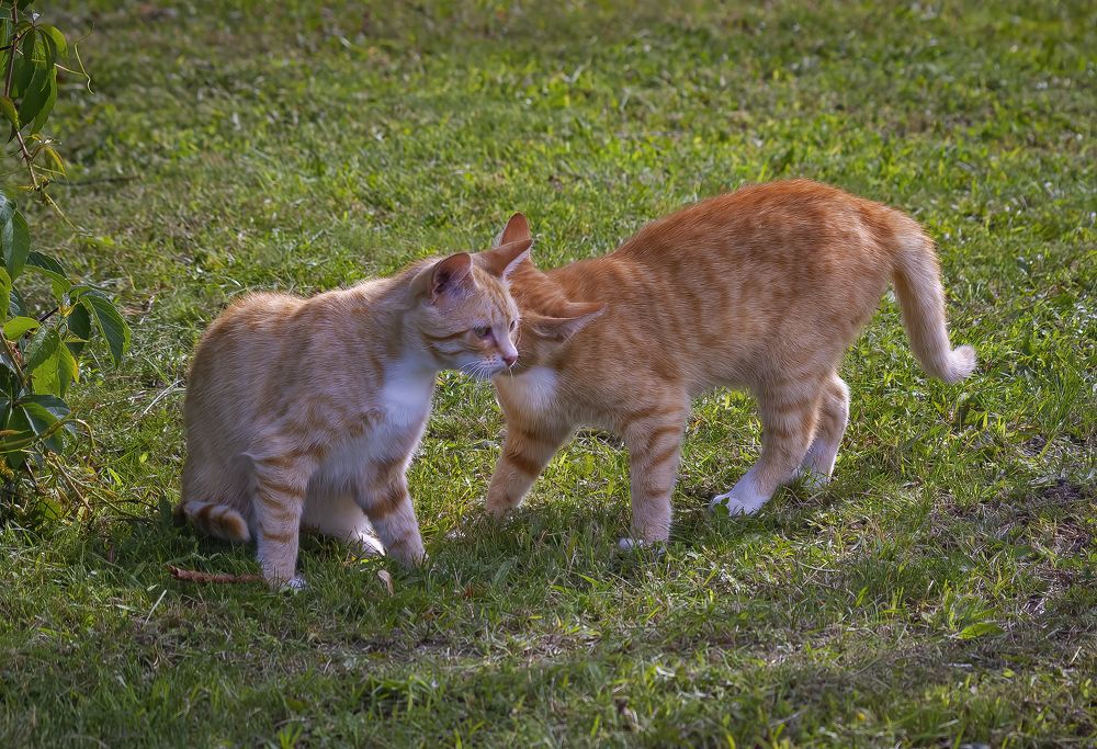 Я скажу тебе на ушко, что люблю тебя, подружка!