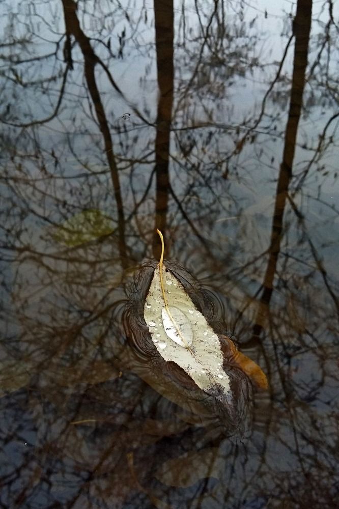 Photograph by Наталья Дубовкина