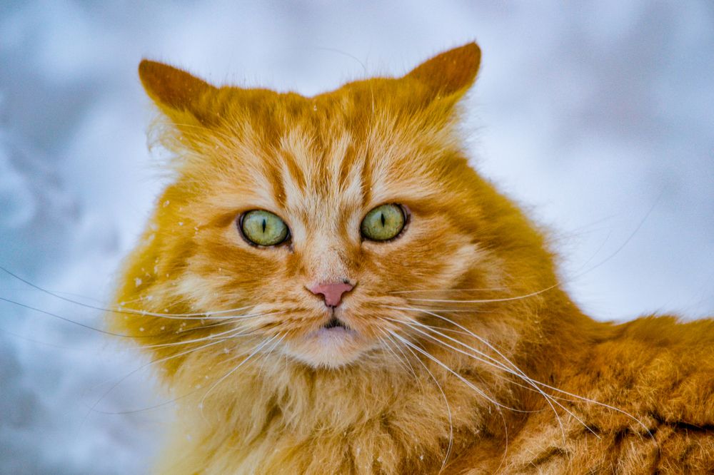 Фотография автора Елена Емельянова