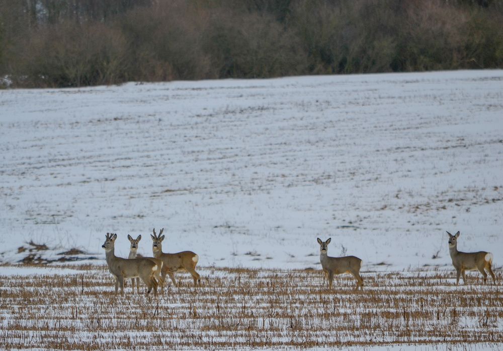 Фотография автора Елена Емельянова