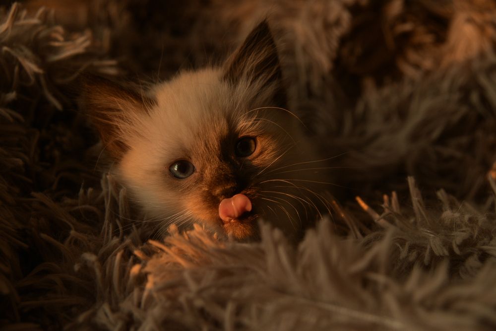 Photograph by Елена Княжева