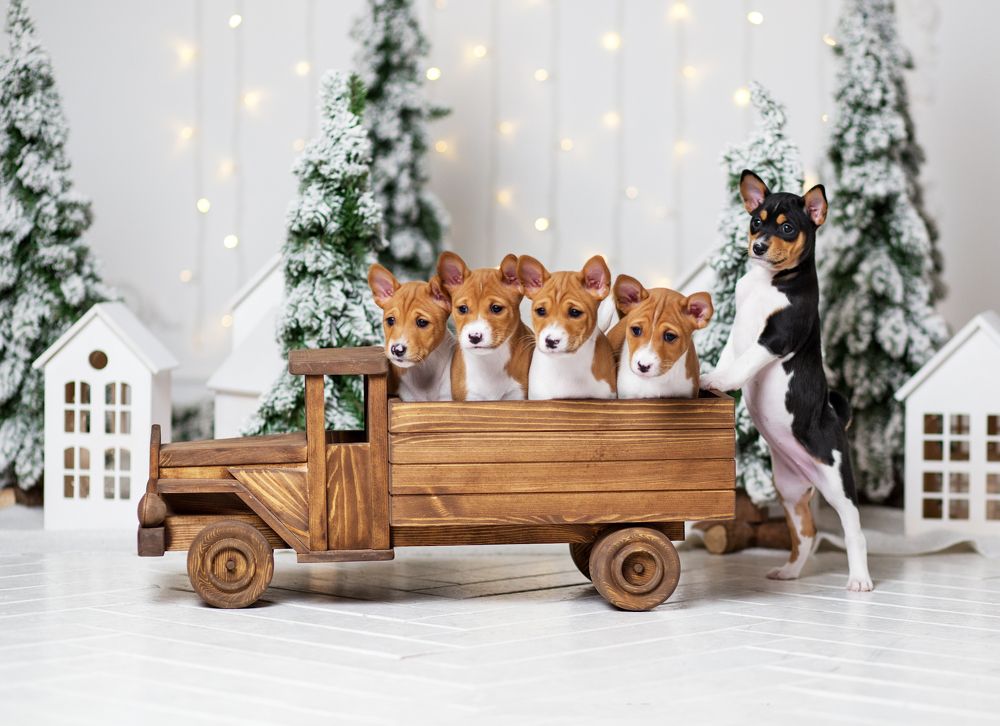 А вас рыжих, отвезу подальше!