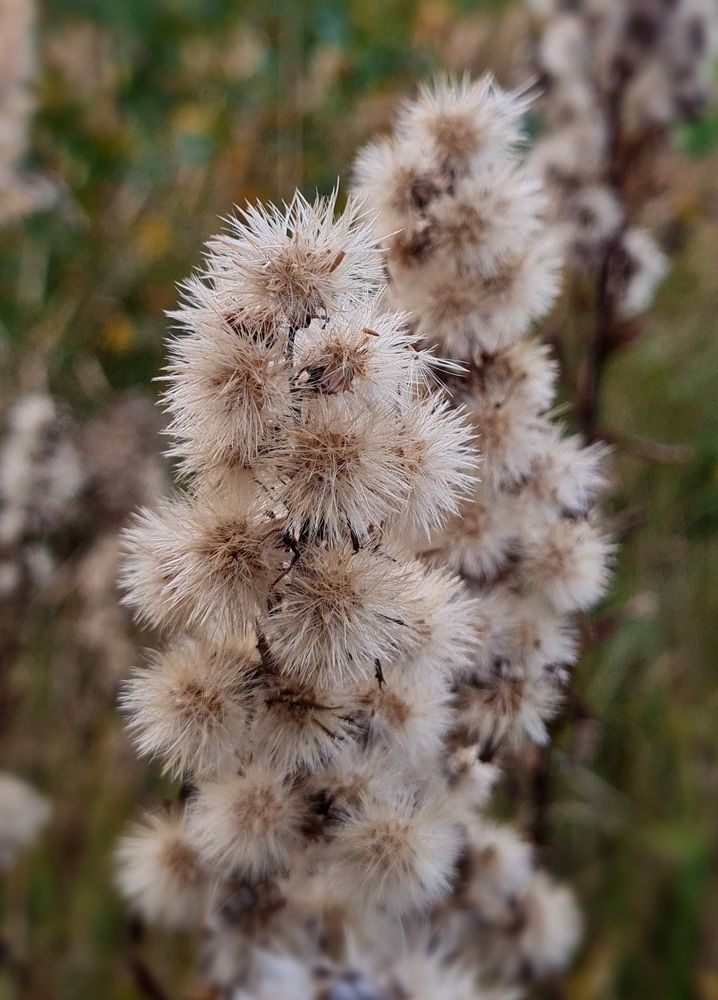 Отцветают...