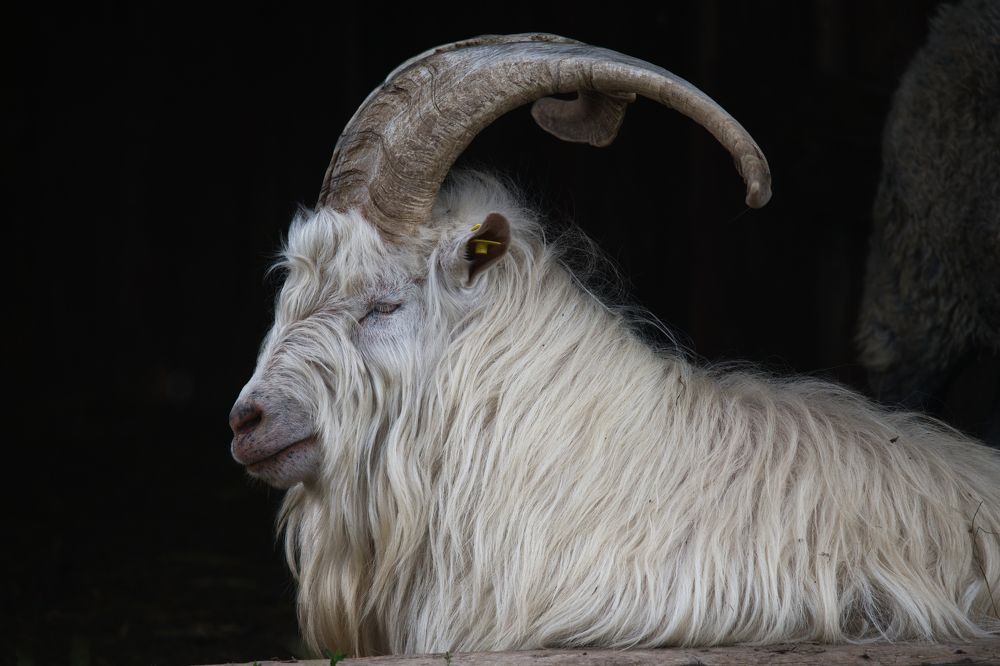 Photograph by Janis Serdienis