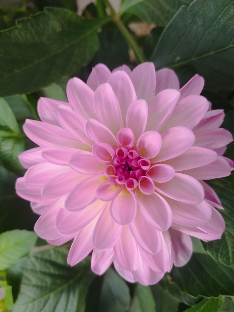 Розовый георгин