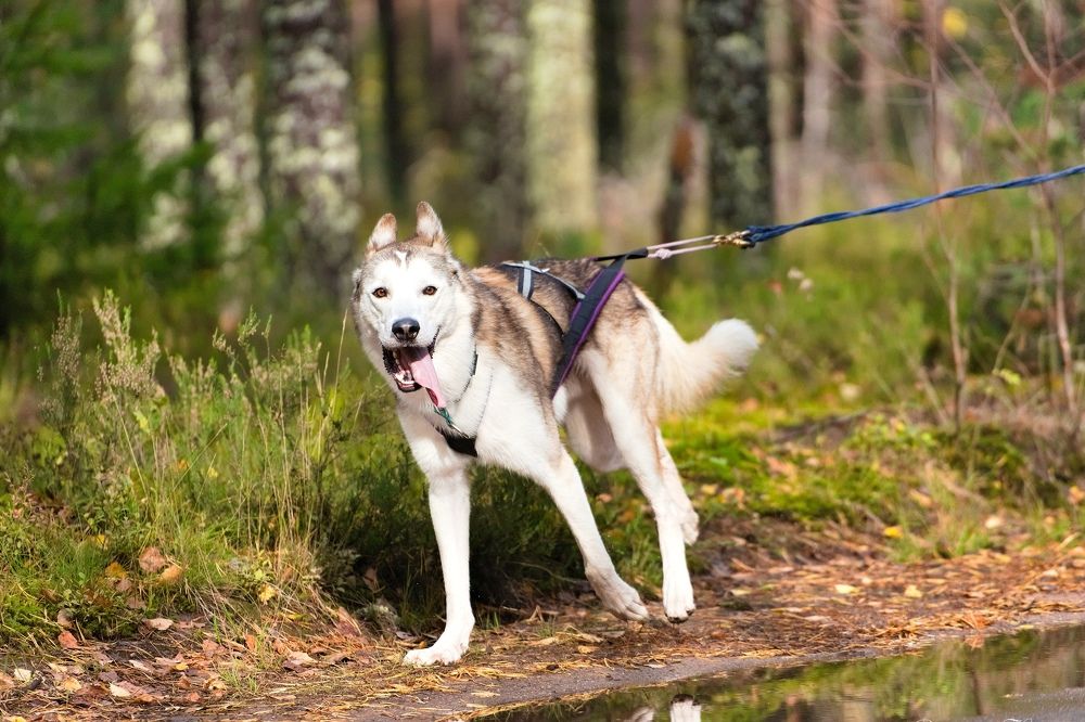 Фотография автора Владимир Коровяковский