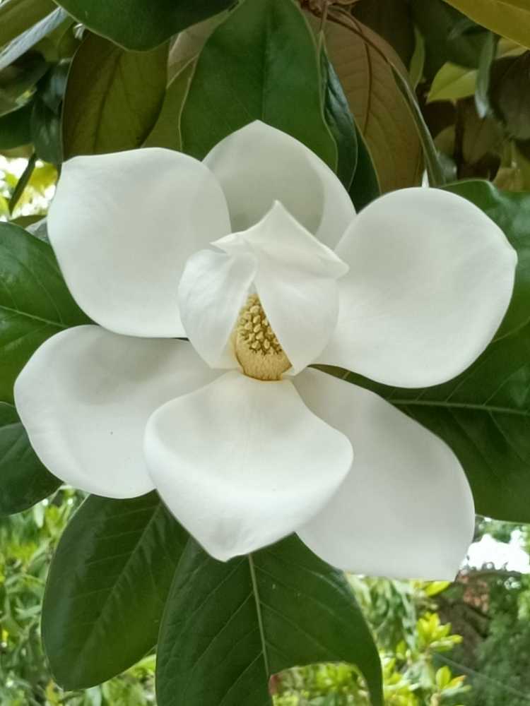 Гигантский цветок