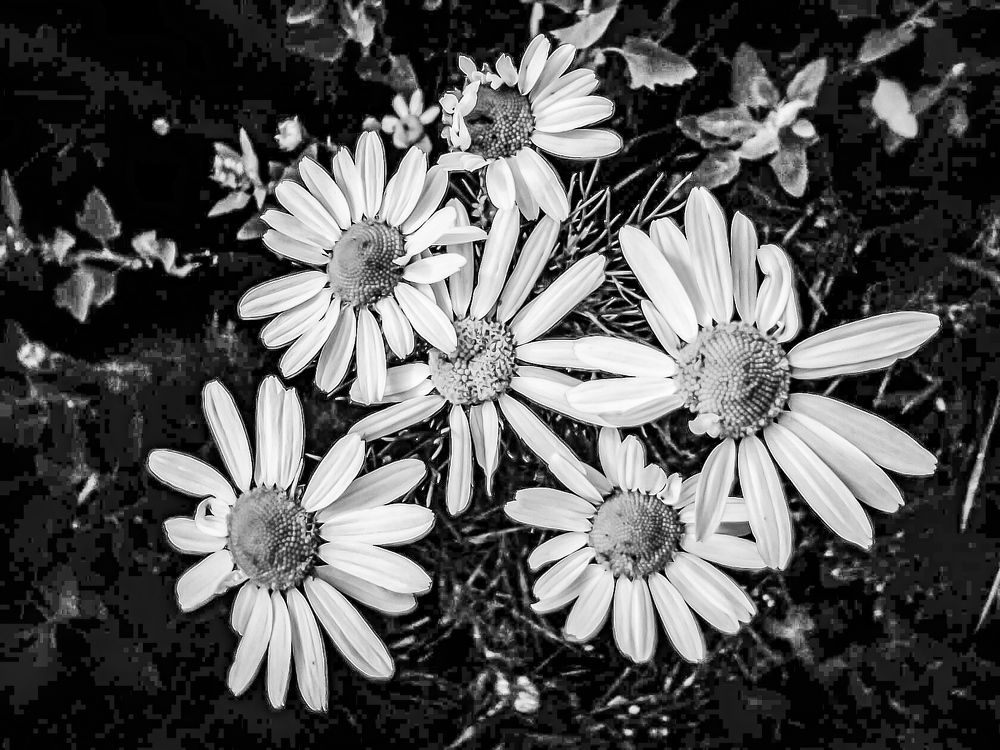 Photograph by Настя Настена