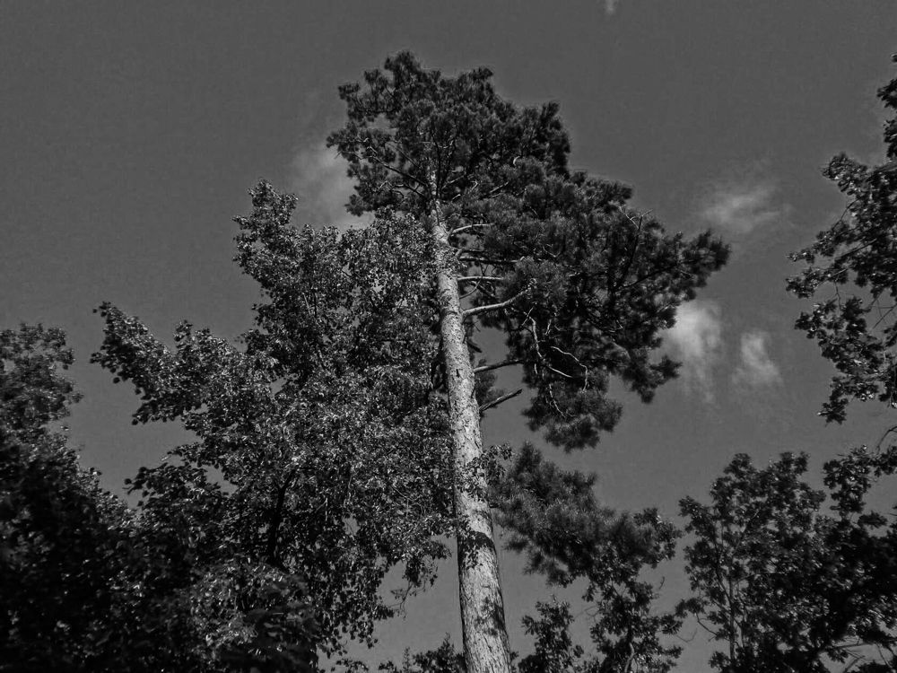 Photograph by Настя Настена