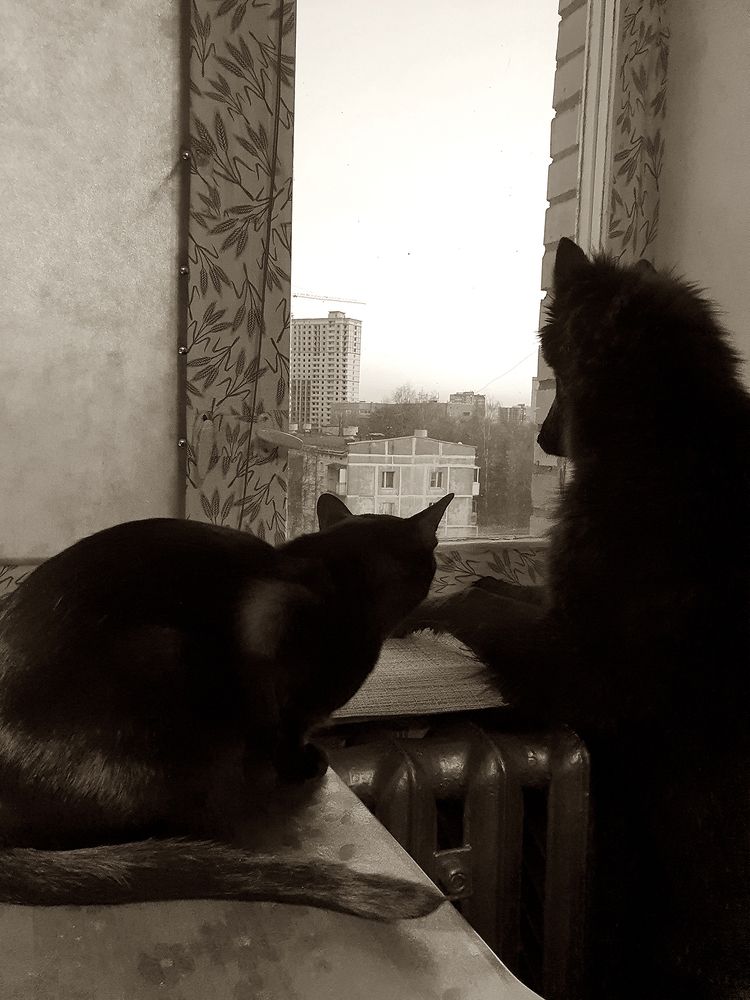 Фотография автора Надежда Лисицына