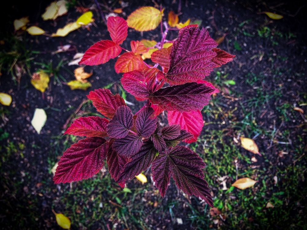 Photograph by Настя Настена