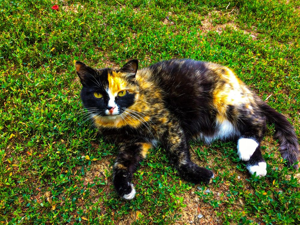 Photograph by Настя Настена