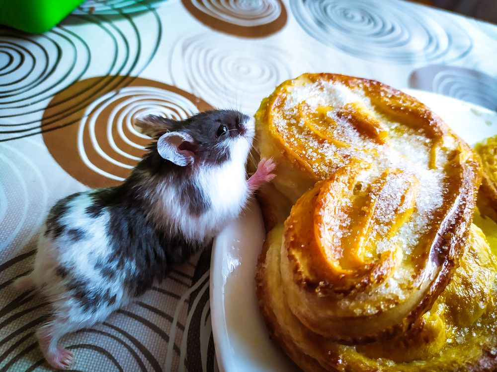 Фотография автора Александр Хухлов