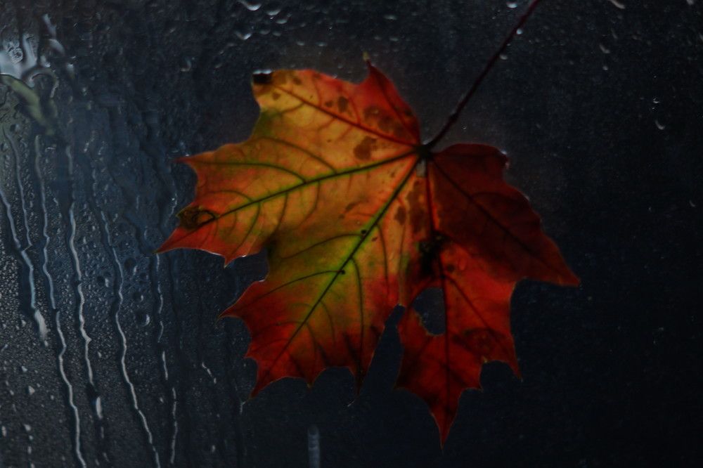 Photograph by Екатерина Стрельникова