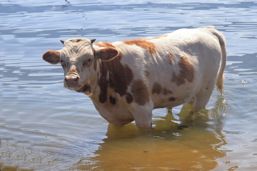 Photograph by LEONID DUBINA