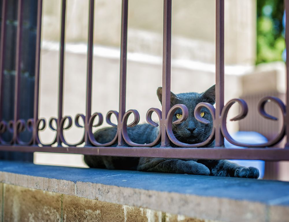 Фотография автора Сигидова Ирина