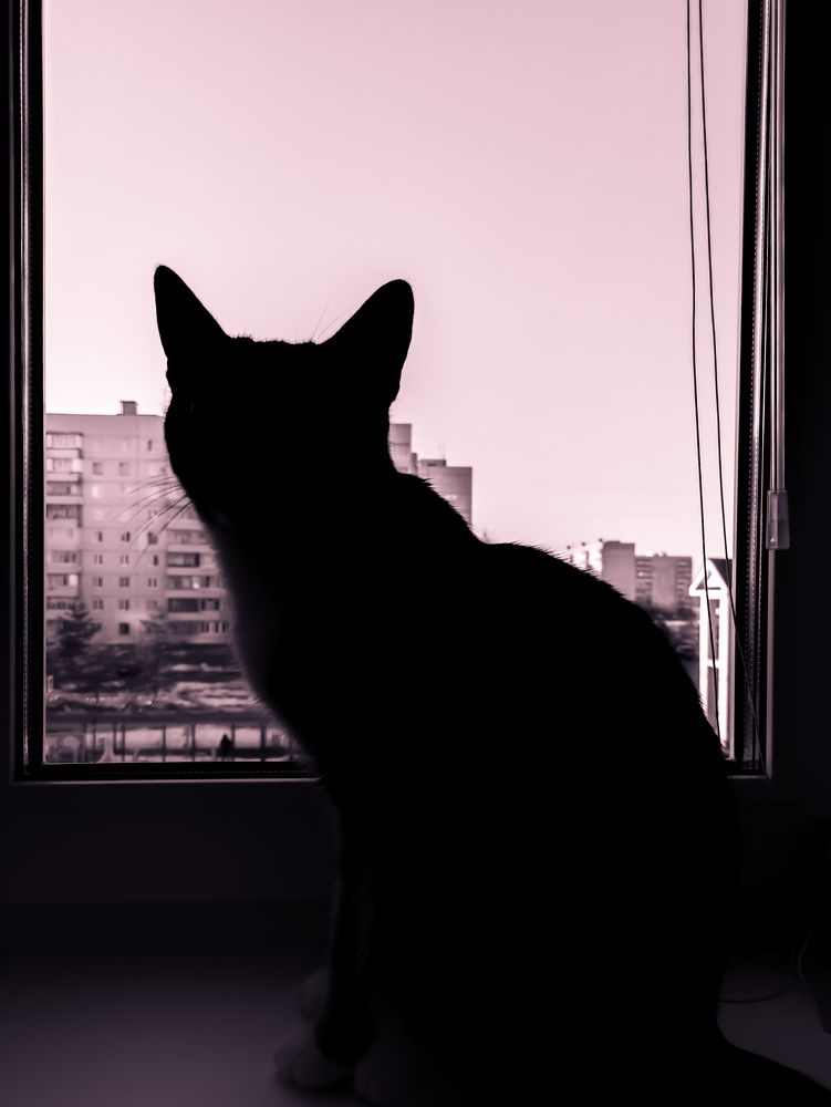 Фотография автора Александр Хухлов