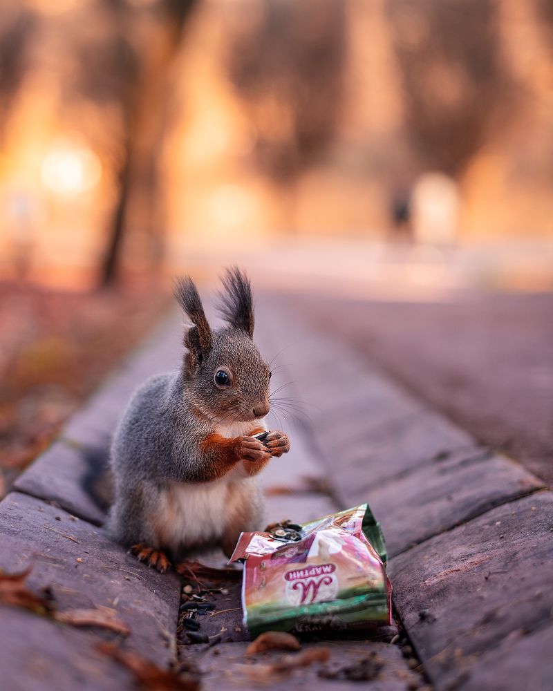 Фотография автора Наталья Филиппова