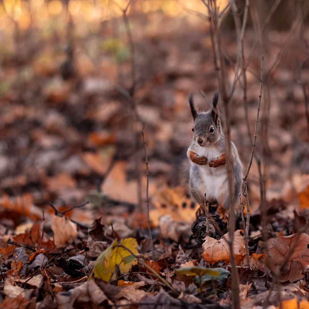 Фотография автора Наталья Филиппова