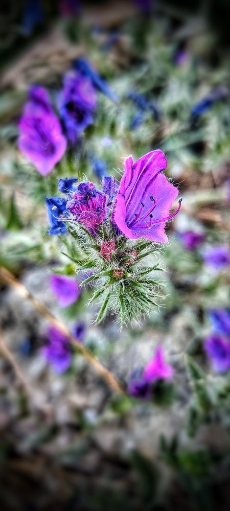 Photograph by Noemí Hornero Alonso