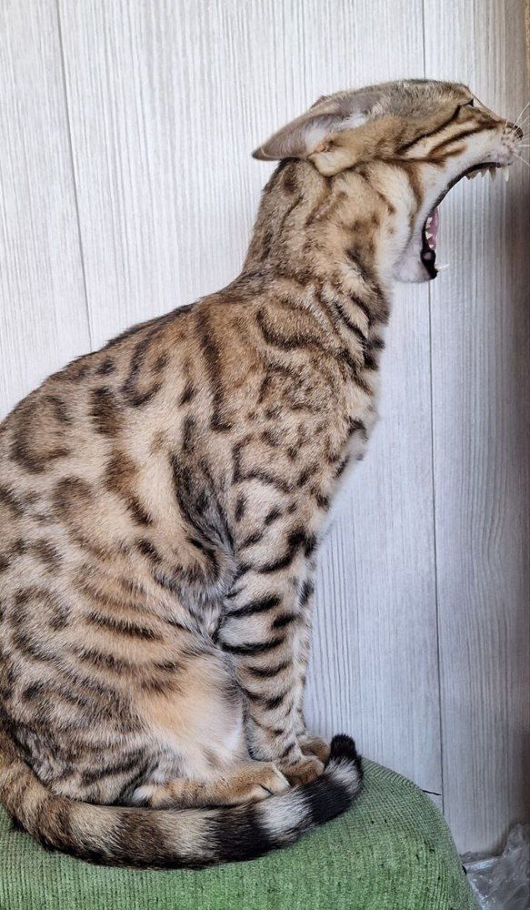 Photograph by Елена Ляпина