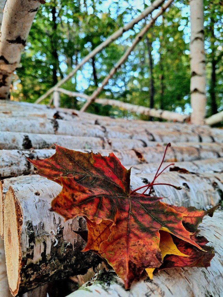 Photograph by Елена Ляпина