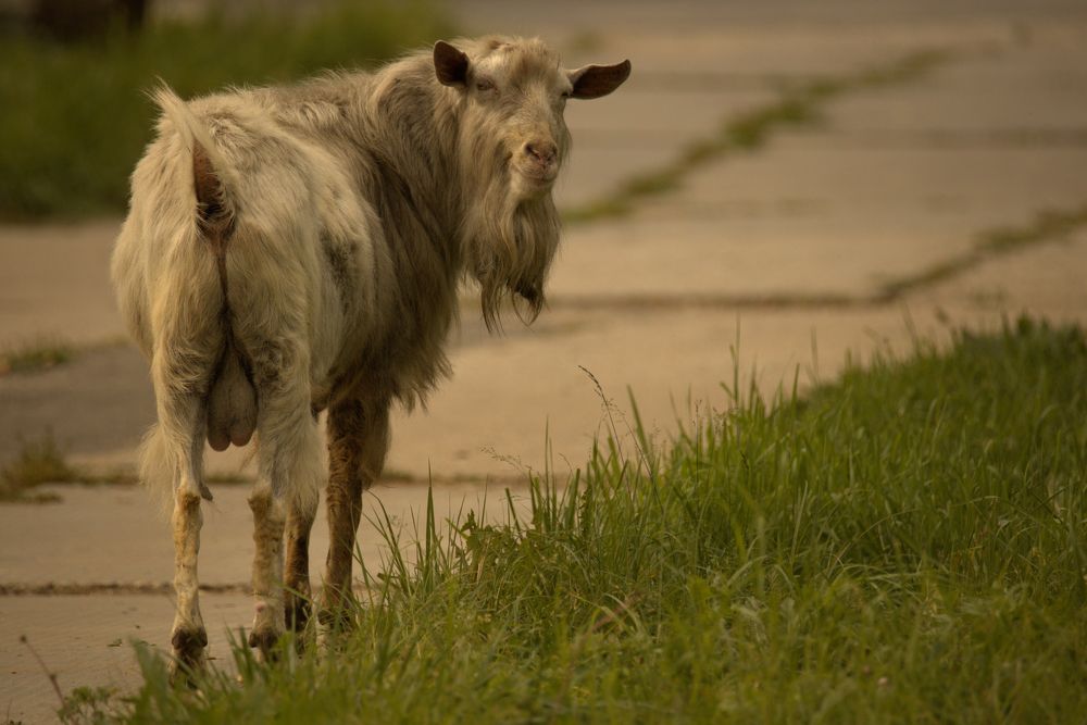 Козлик с приветливым взглядом
