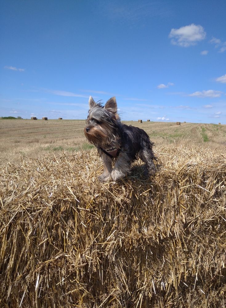 Photograph by Елена Коробченко