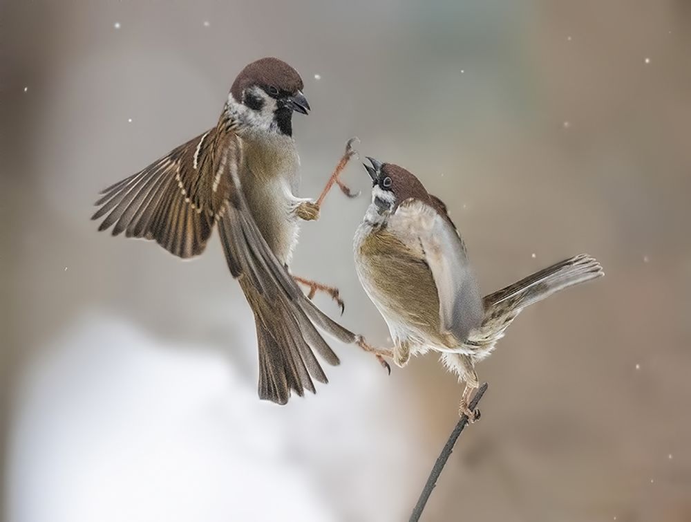 Photograph by Елена Швыдун