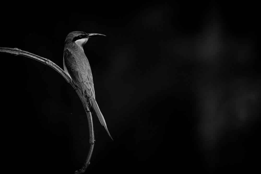 Photograph by Irene Chattopadhyay