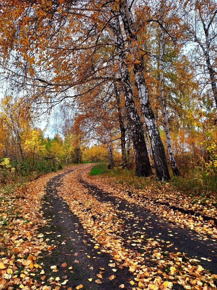 Яркая дорога в осень