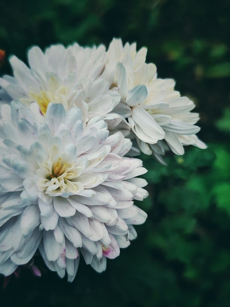 Photograph by Елена Семенова