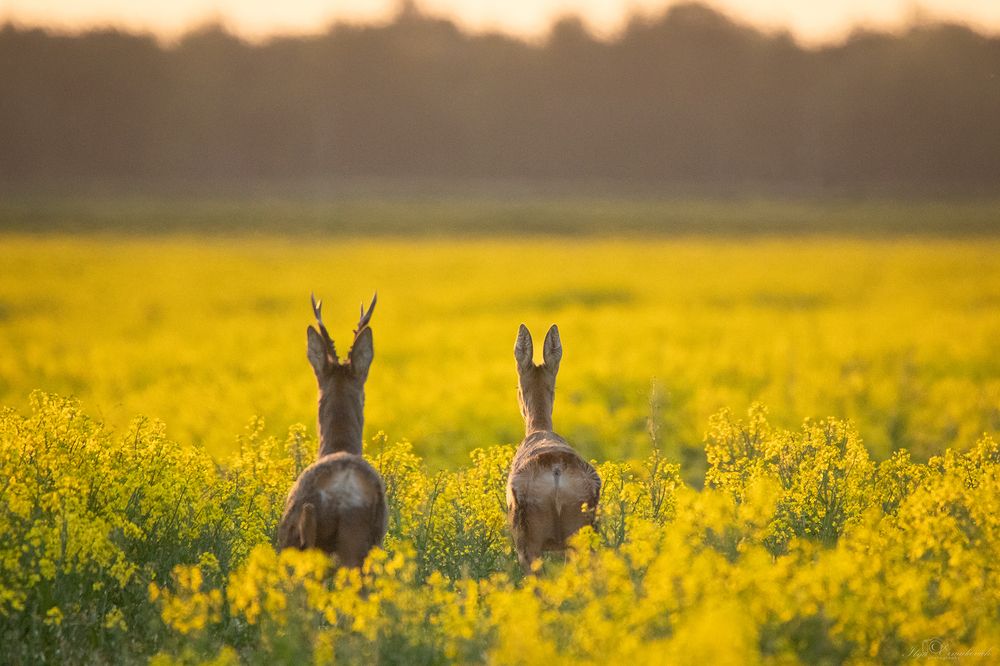 Photograph by Илья Ермакович