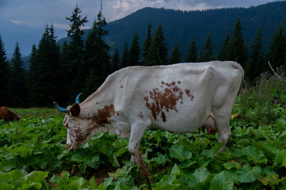 Photograph by Вадим Фаріон
