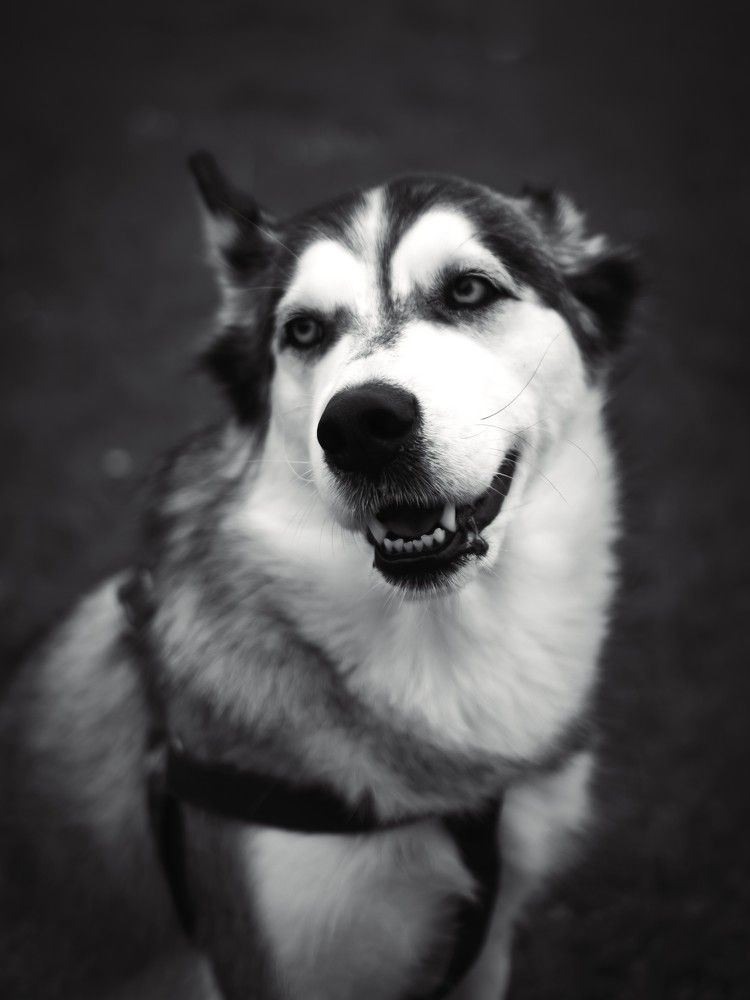 Photograph by Роман Суковач