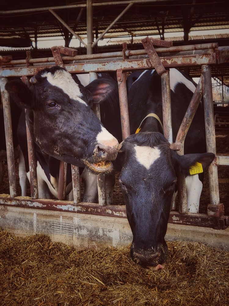 Photograph by Александра Кропивка