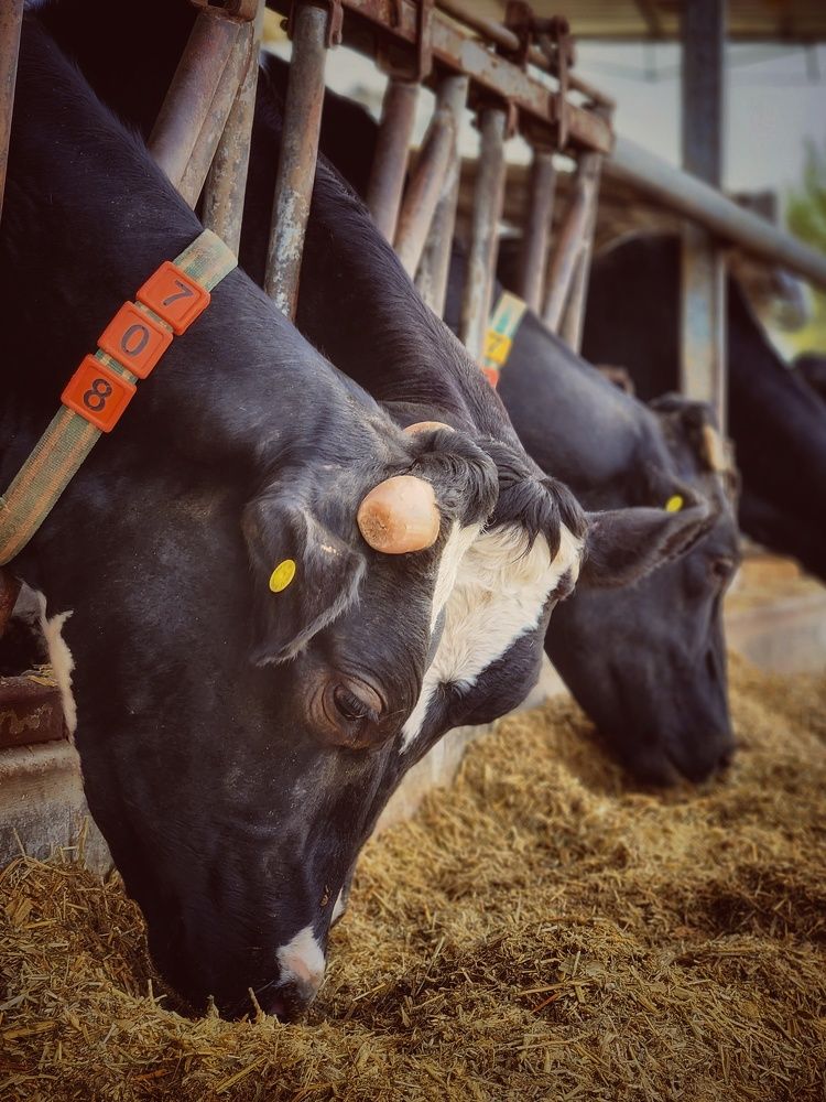 Photograph by Александра Кропивка