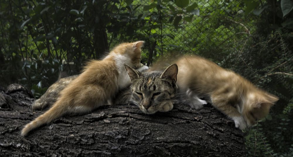 Фотография автора Milena Ivanova