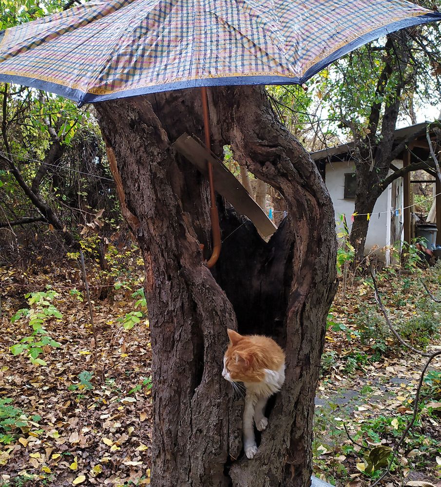 Фотография автора Milena Ivanova