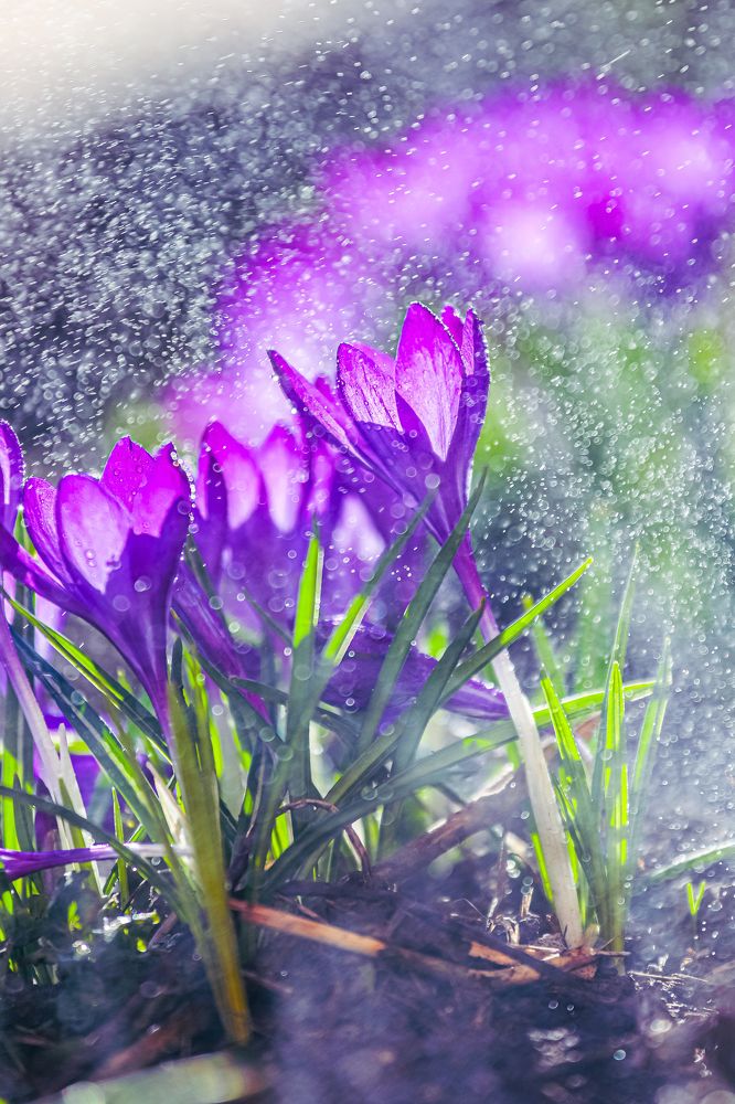 Photograph by Светлана Солдатченкова