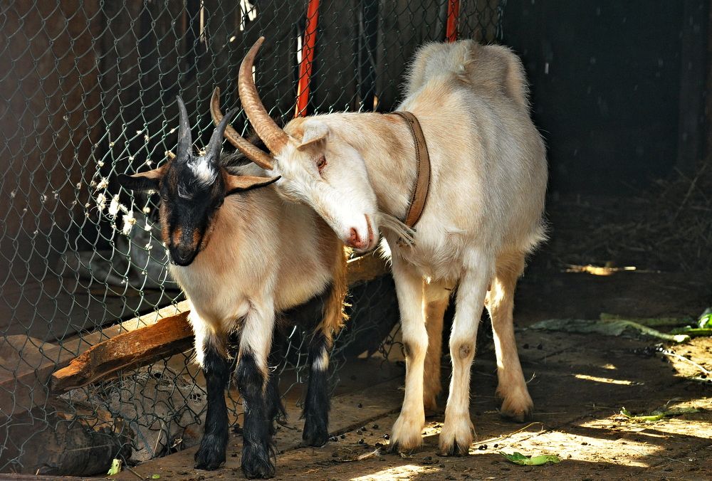 Photograph by Алексей Козлов